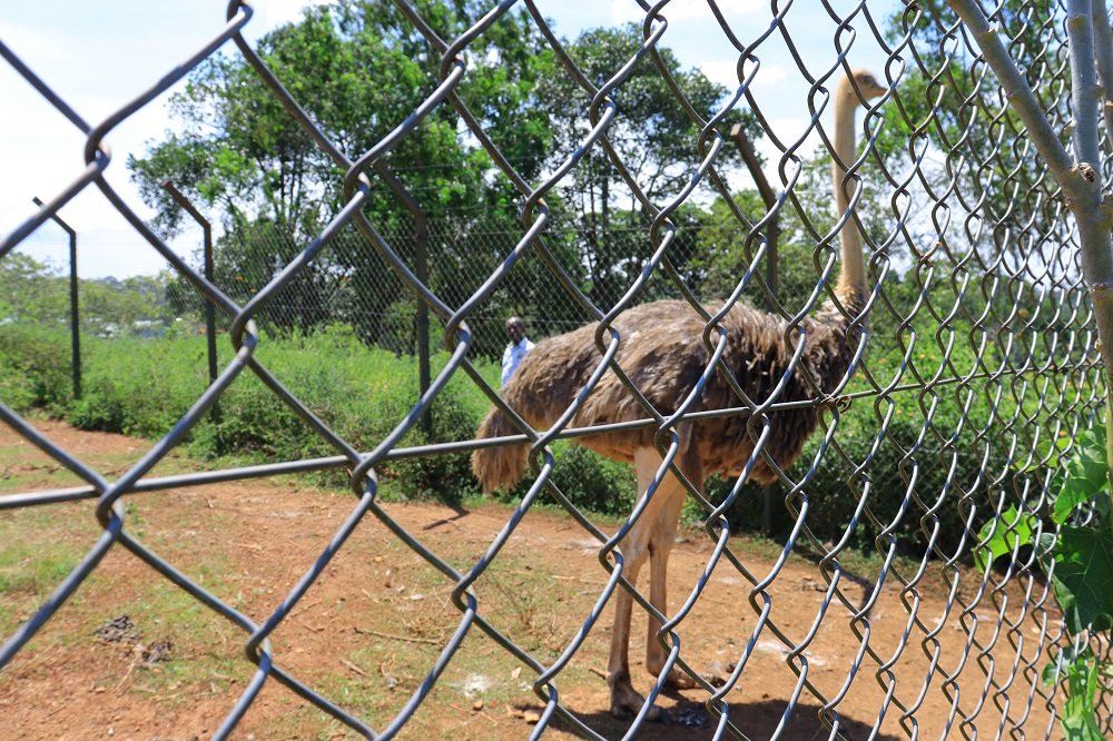Traditional knowledge preservation